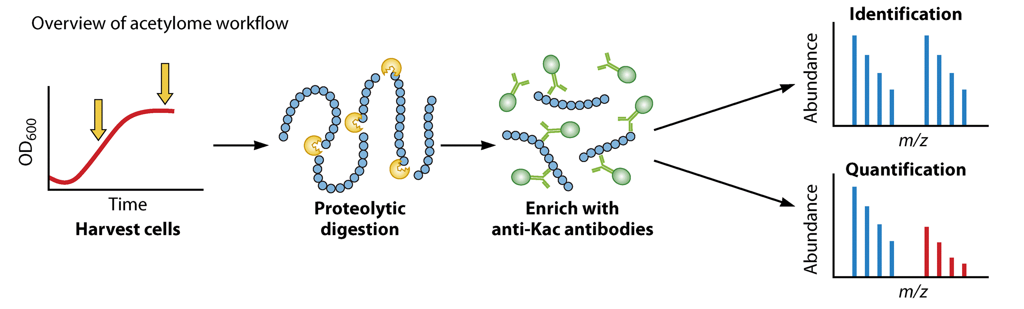 1930543018013216768-acetylation-site-identification-service2.gif