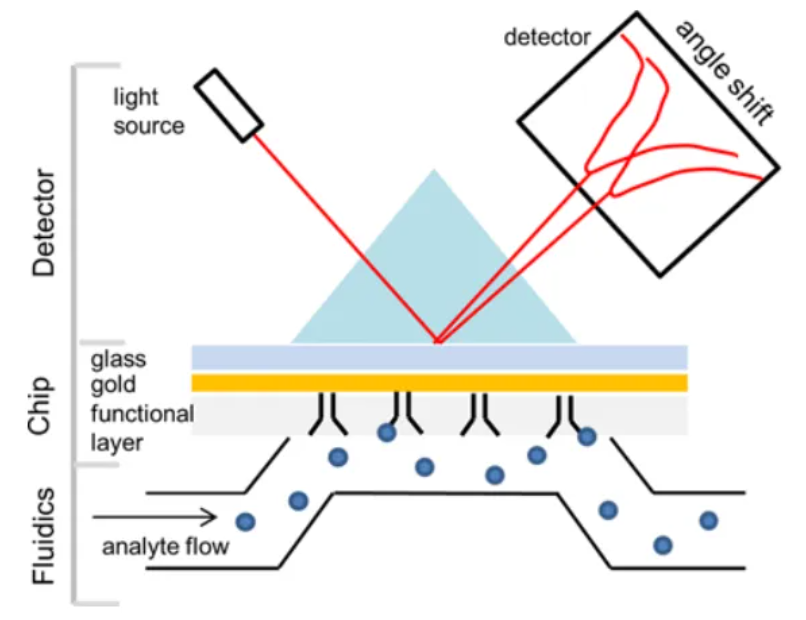 1930886857733255168-biophysical-characterisation-service5.png