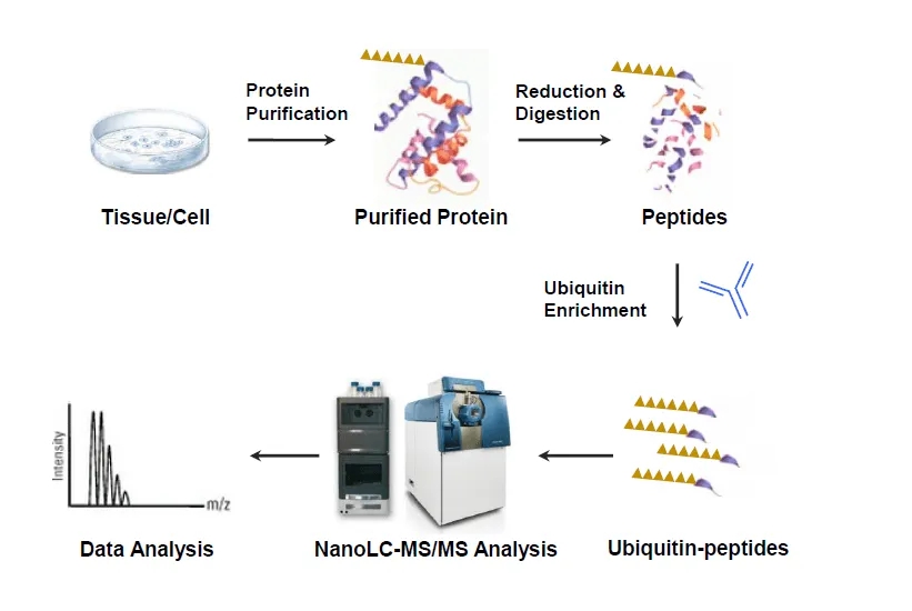 1930547420707016704-UbiquitinatedPeptideEnrichmentService1.jpg