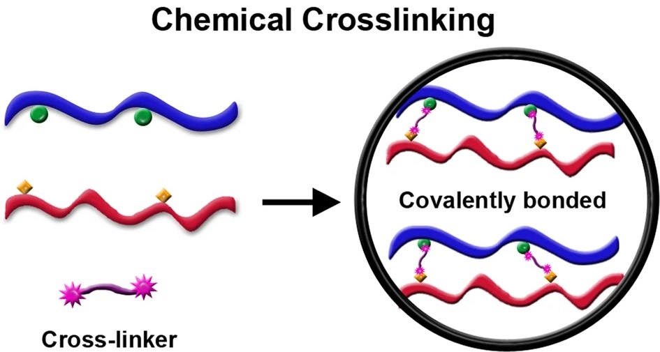 1930906076262813696-chemical-crosslinking-mass-spectrometry-cxms-analysis-service1.jpg