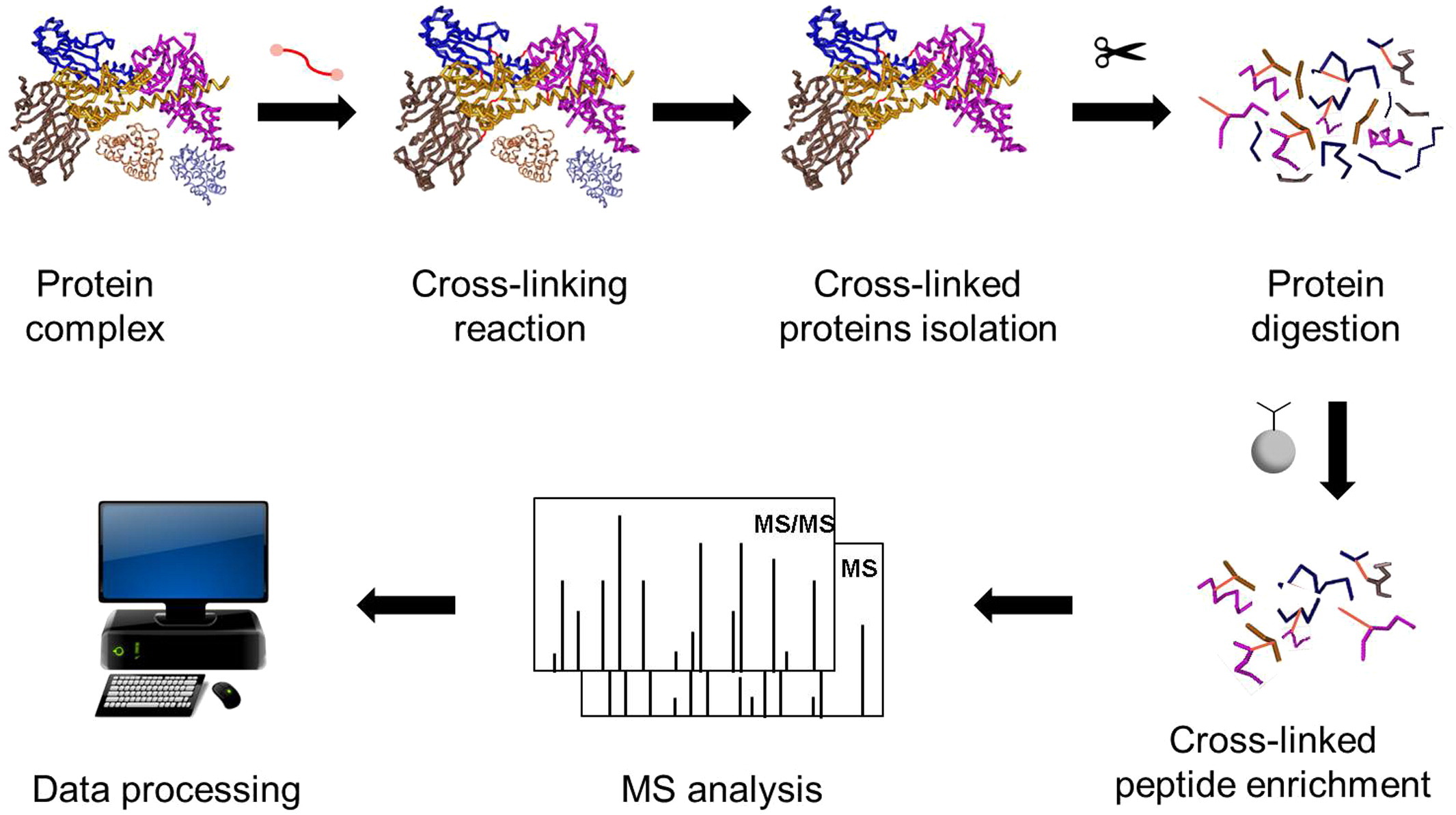 1930906249730838528-chemical-crosslinking-mass-spectrometry-cxms-analysis-service2.jpg