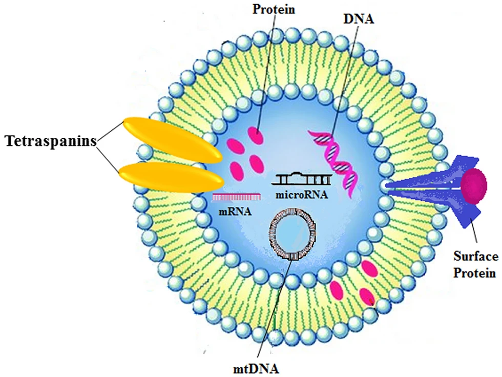1930907709789032448-exosomal-proteomic-quantitative-service1.png
