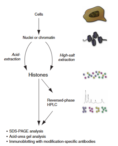 1930909751077097472-histone-isolation-and-enrichment-service2.png