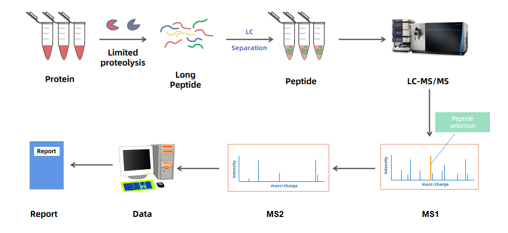 1924306295461629952-middle-down-ms-based-ptm-analysis-service2.PNG
