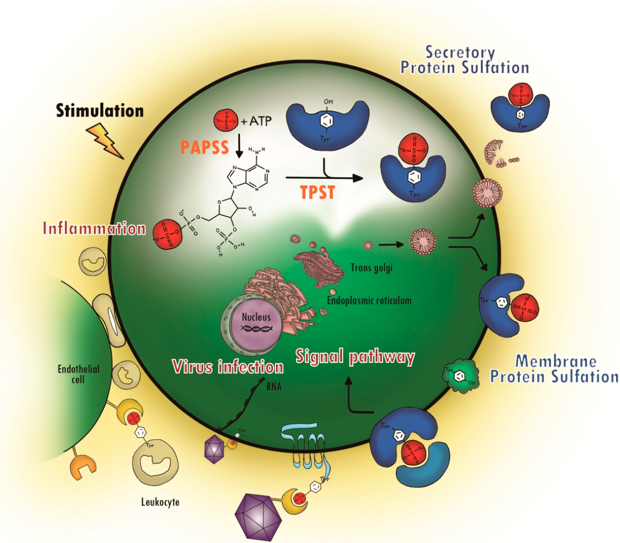 1924354235840450560-sulfation-proteomics-service1.png