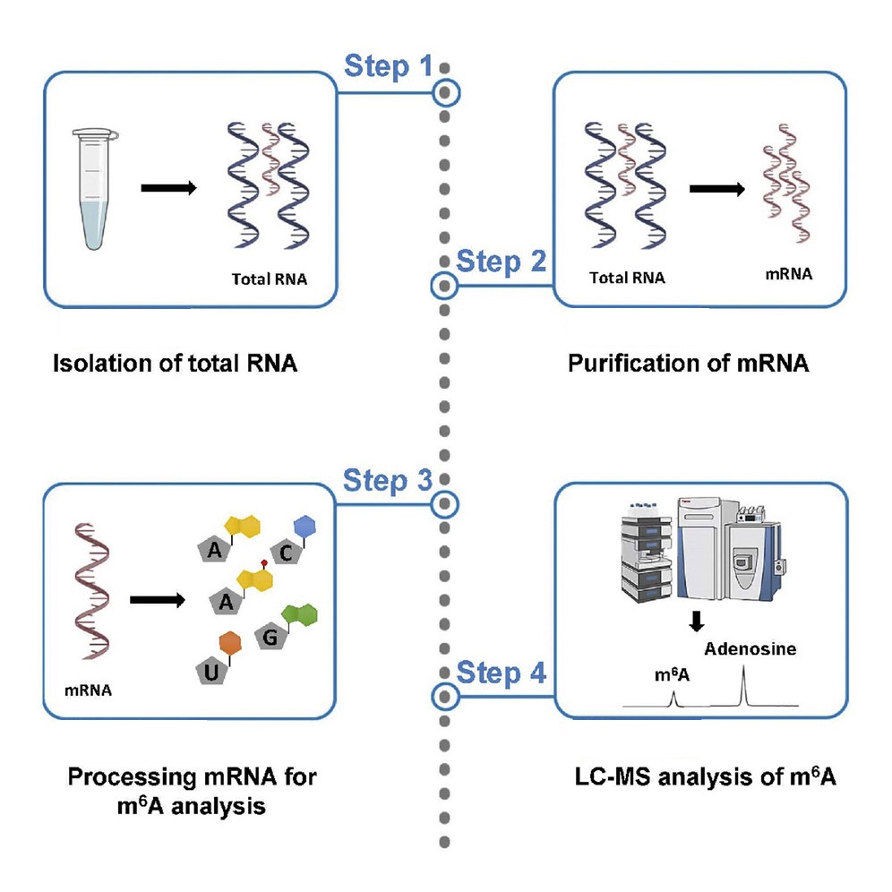 1924385924285321216-mass-spectrometry-based-m6a-modification-quantitative-analysis-service1.jpg