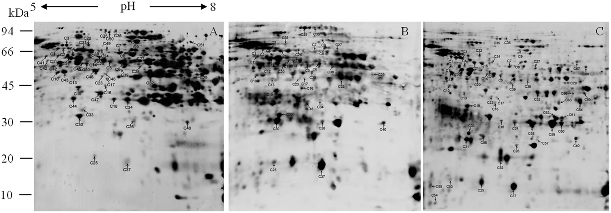 1924399264747343872-carbonylation-proteomics-service2.png