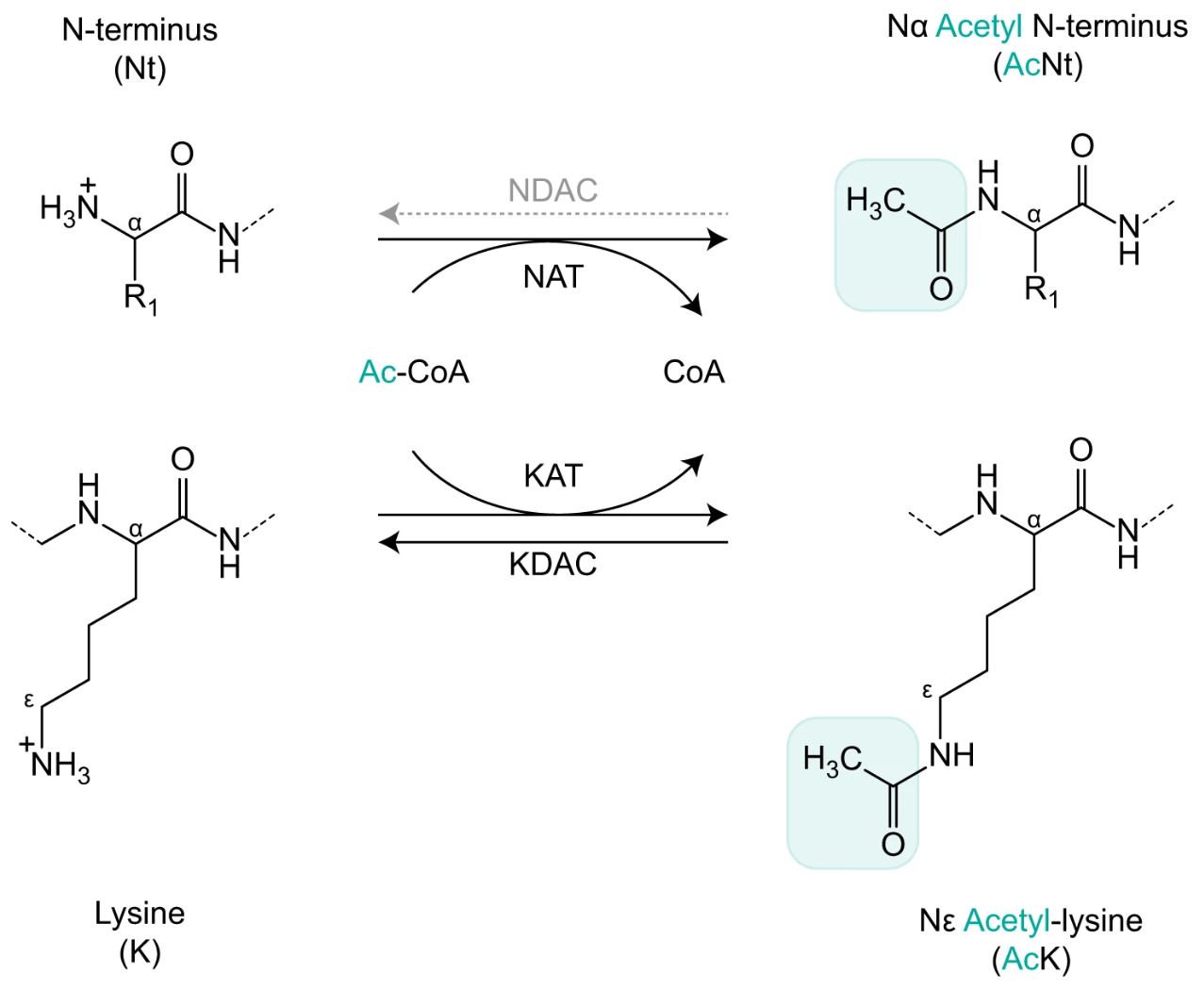 1931945915615662080-acetylated-peptide-enrichment-service1.png
