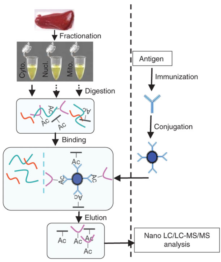 1931958312543834112-acetylated-peptide-enrichment-service2.png