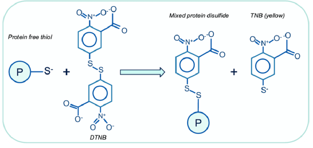 1931999474025615360-free-thiol-groups-quantification-service1.png