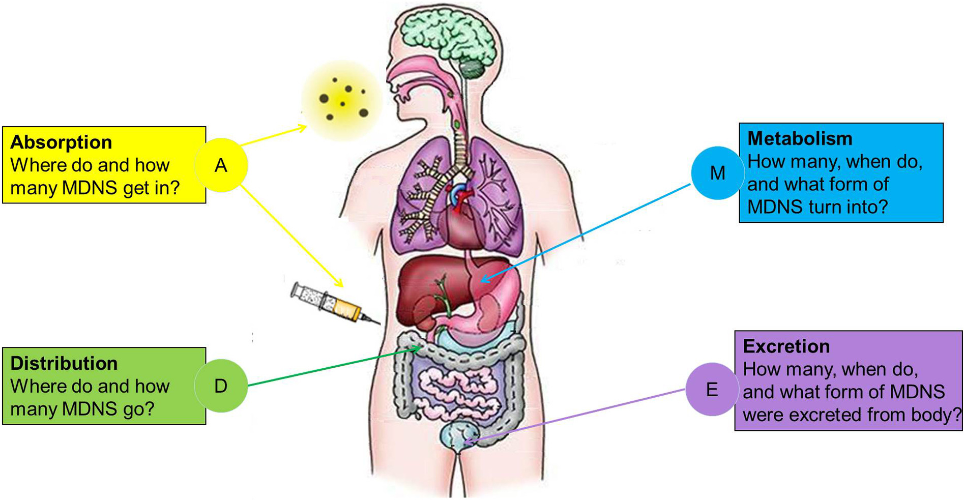 1933007297505251328-in-vitro-adme-service1.png