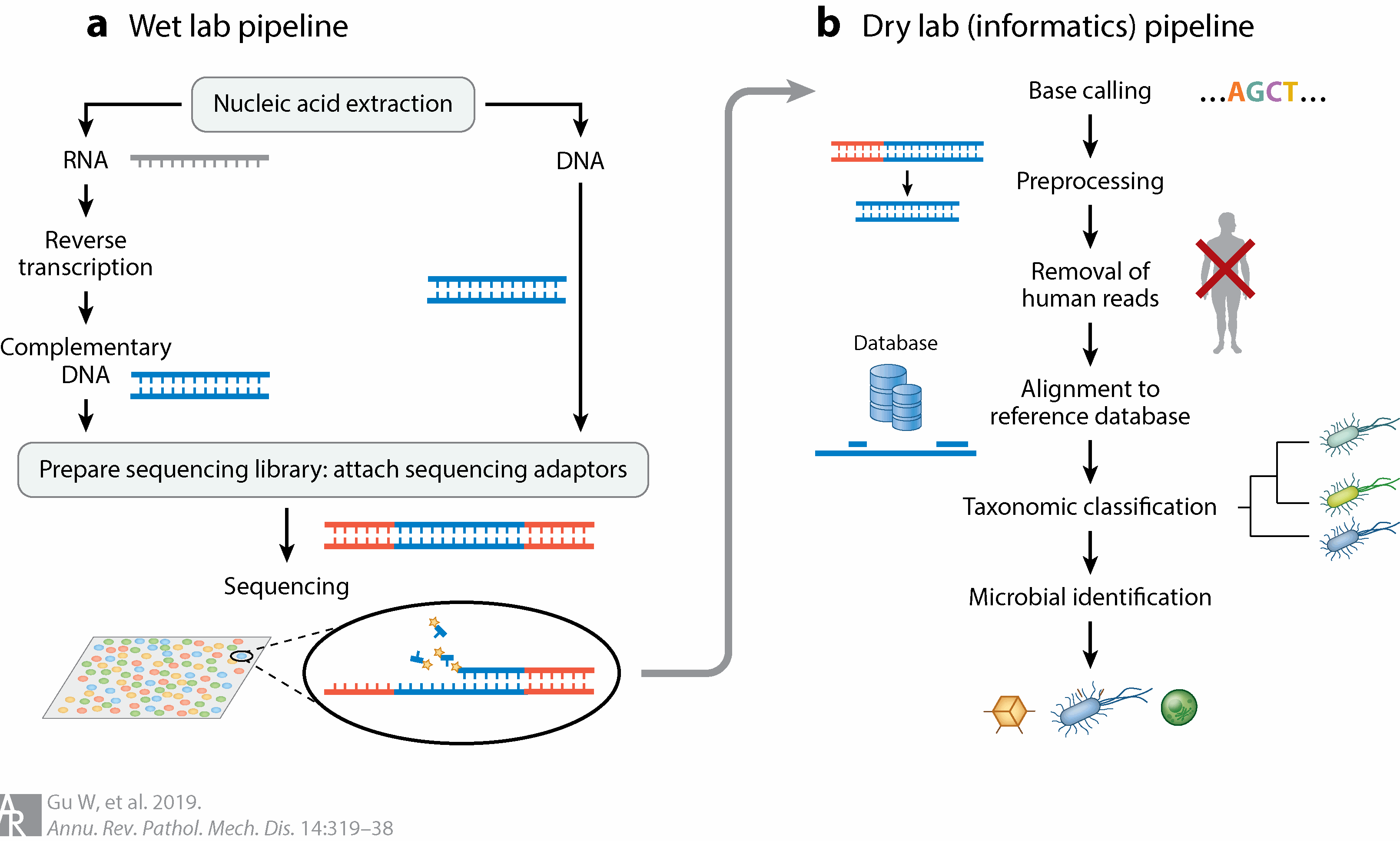 1933046659454455808-metagenomic-sequencing-service1.gif