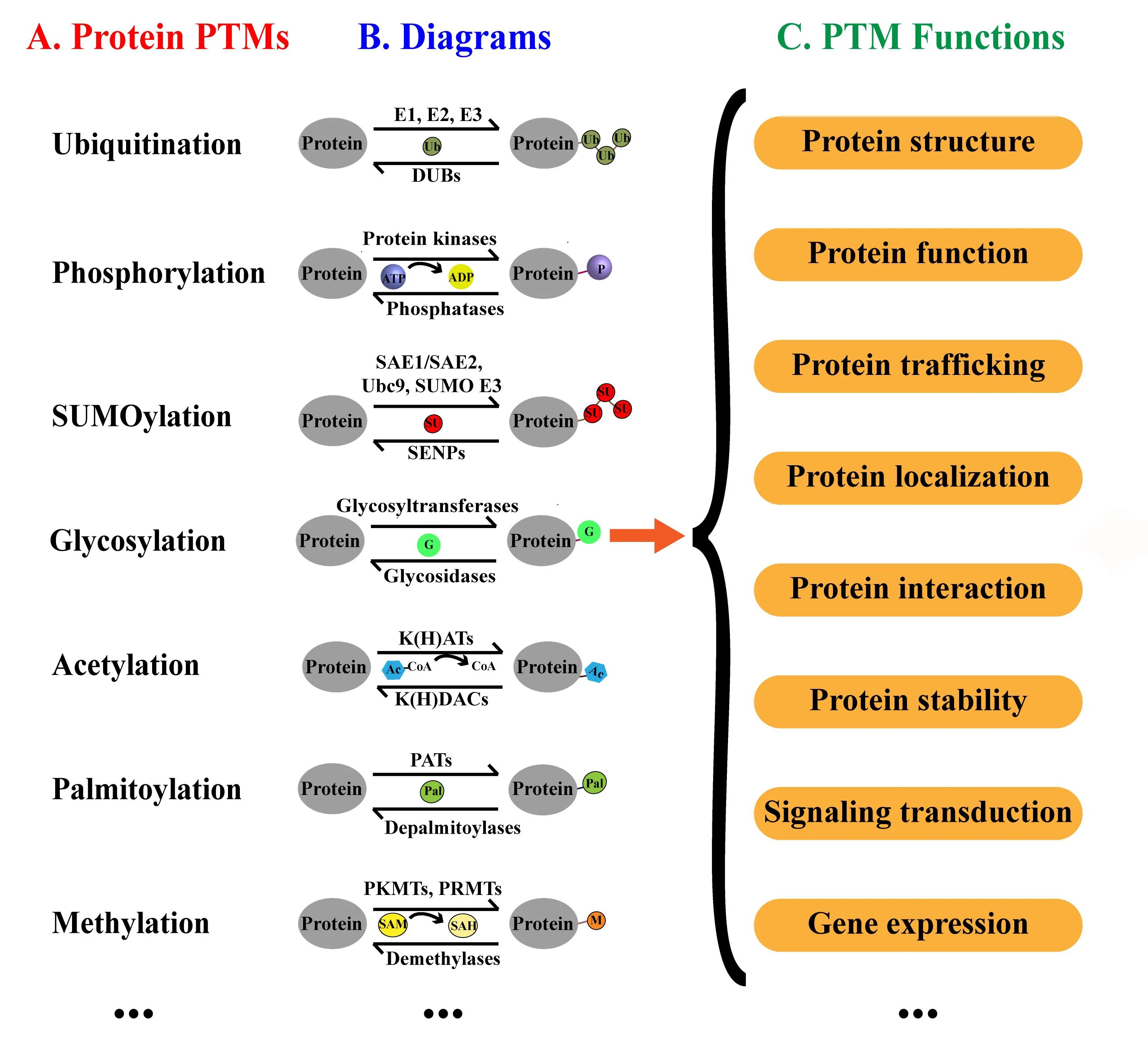 1933091261402173440-global-ptms-profiling-service1.jpg