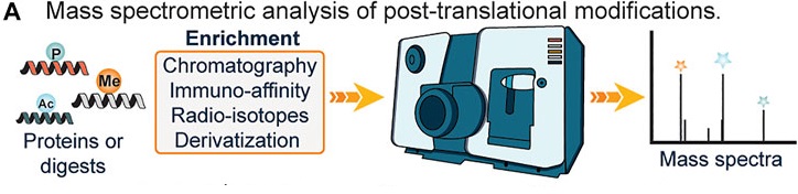 1933091379413110784-global-ptms-profiling-service2.jpg