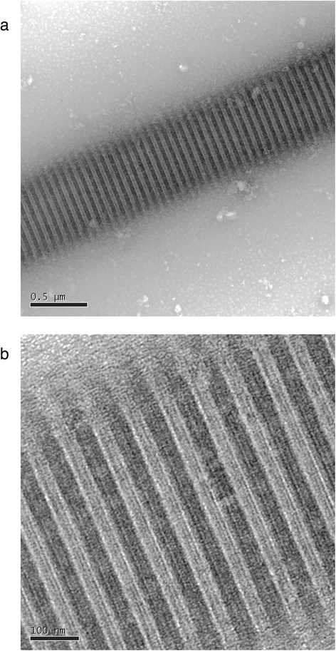 1933443459373977600-recombinant-collagen-transmission-electron-microscopy-tem-analysis-service1.webp