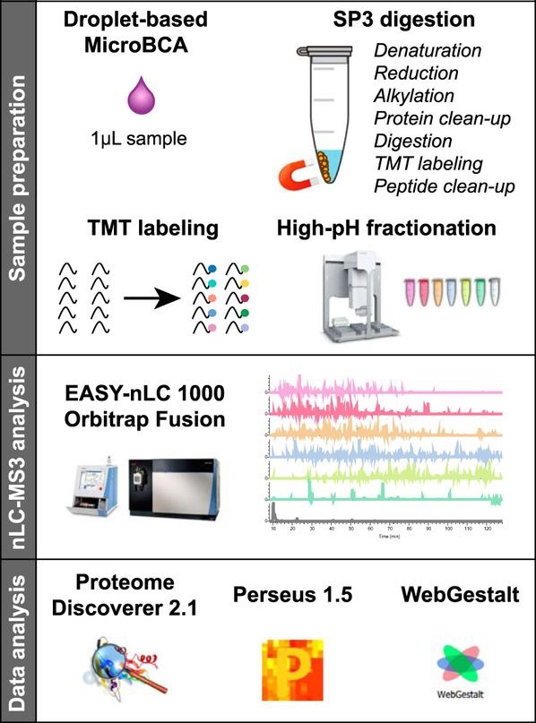 1933446878872588288-microproteomics-analysis-service1.jpg