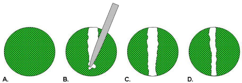 1933455592472039424-cell-migration-assay-service-recombinant-collagen-evaluation1.png