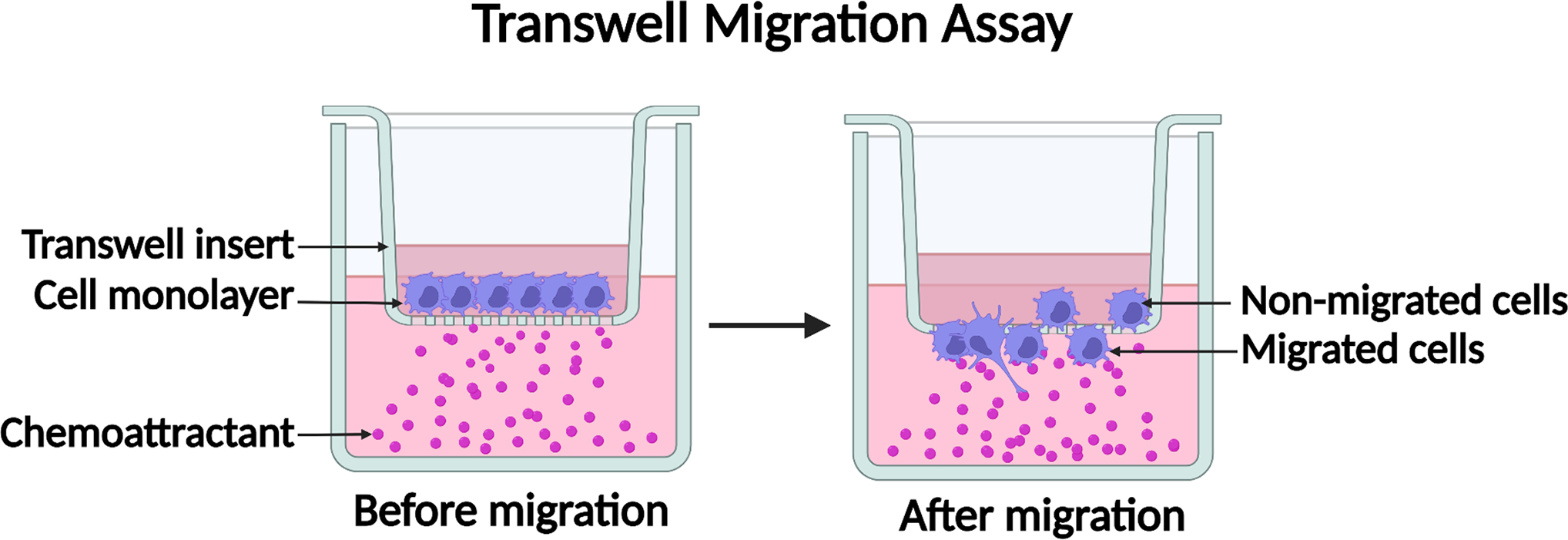 1933455704237658112-cell-migration-assay-service-recombinant-collagen-evaluation2.jpg