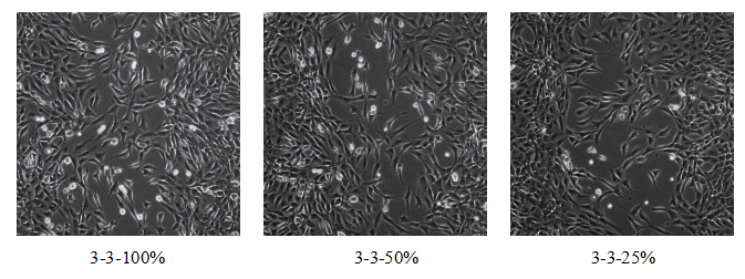 1933455865114382336-cell-migration-assay-service-recombinant-collagen-evaluation3.png