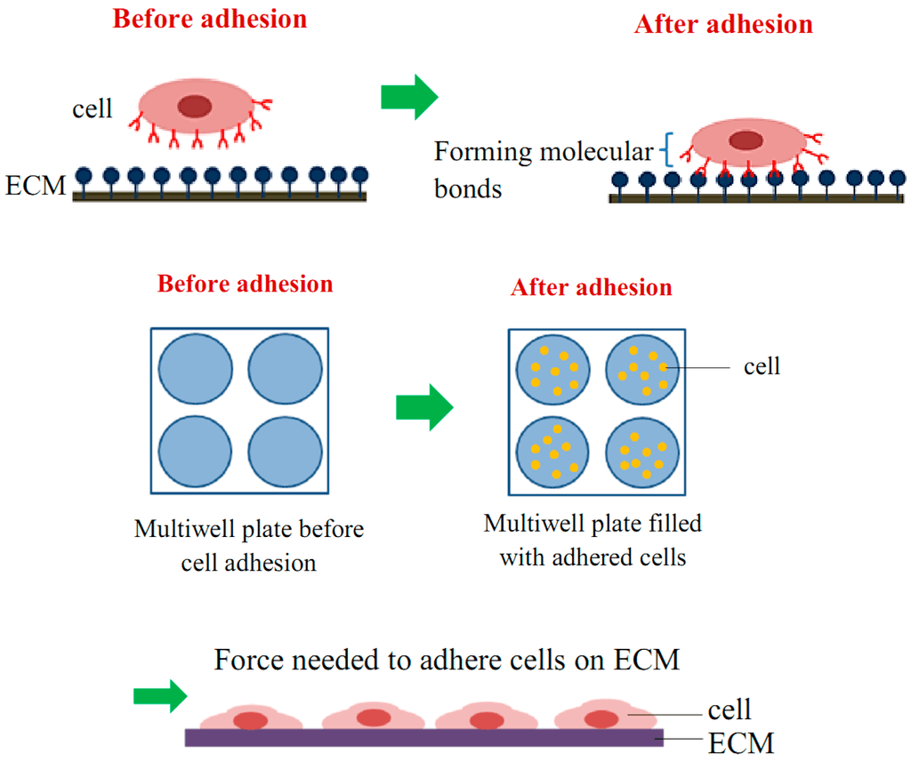 1933458277732569088-cell-adhesion-assay-service-recombinant-collagen-evaluation1.png