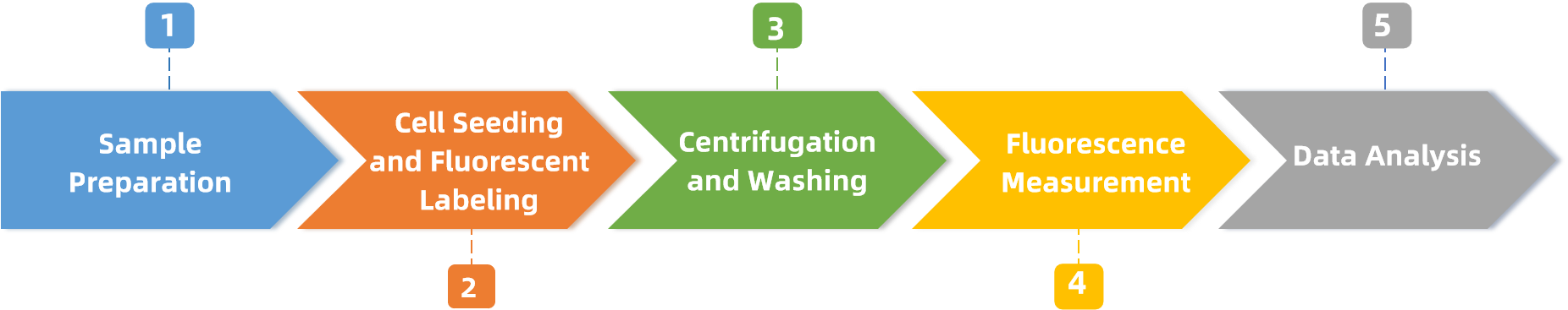1933458379696099328-cell-adhesion-assay-service-recombinant-collagen-evaluation2.png