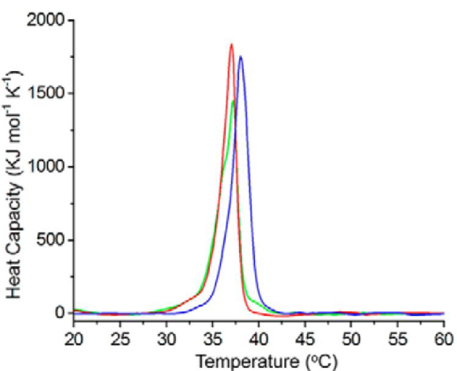 1934818844087013376-differential-scanning-calorimetry-analysis-service-recombinant-collagen1.png