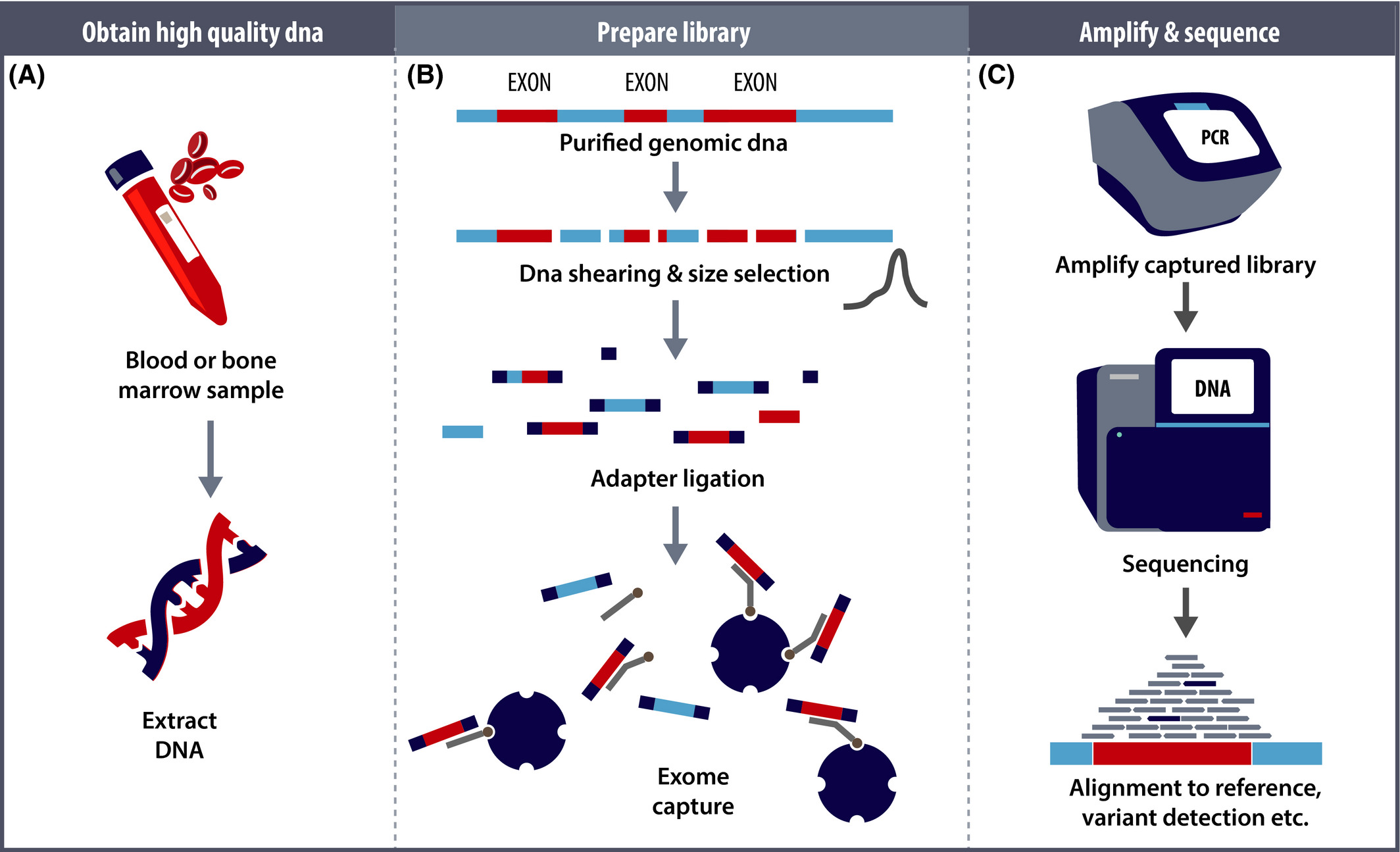 1934894033348972544-whole-exome-sequencing-service1.jpg