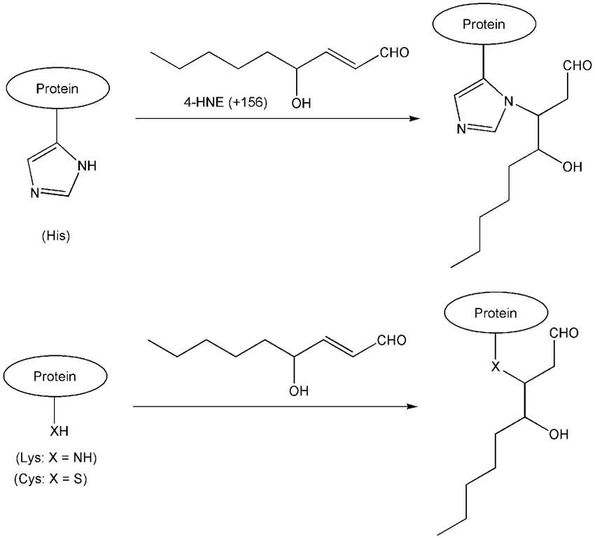 1934895159326658560-4-hydroxynonenal-proteomics-analysis-service1.png