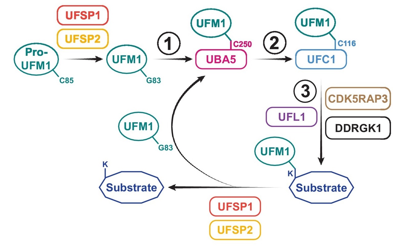 1934899713183174656-UFMylationProteomicsAnalysisService.jpg