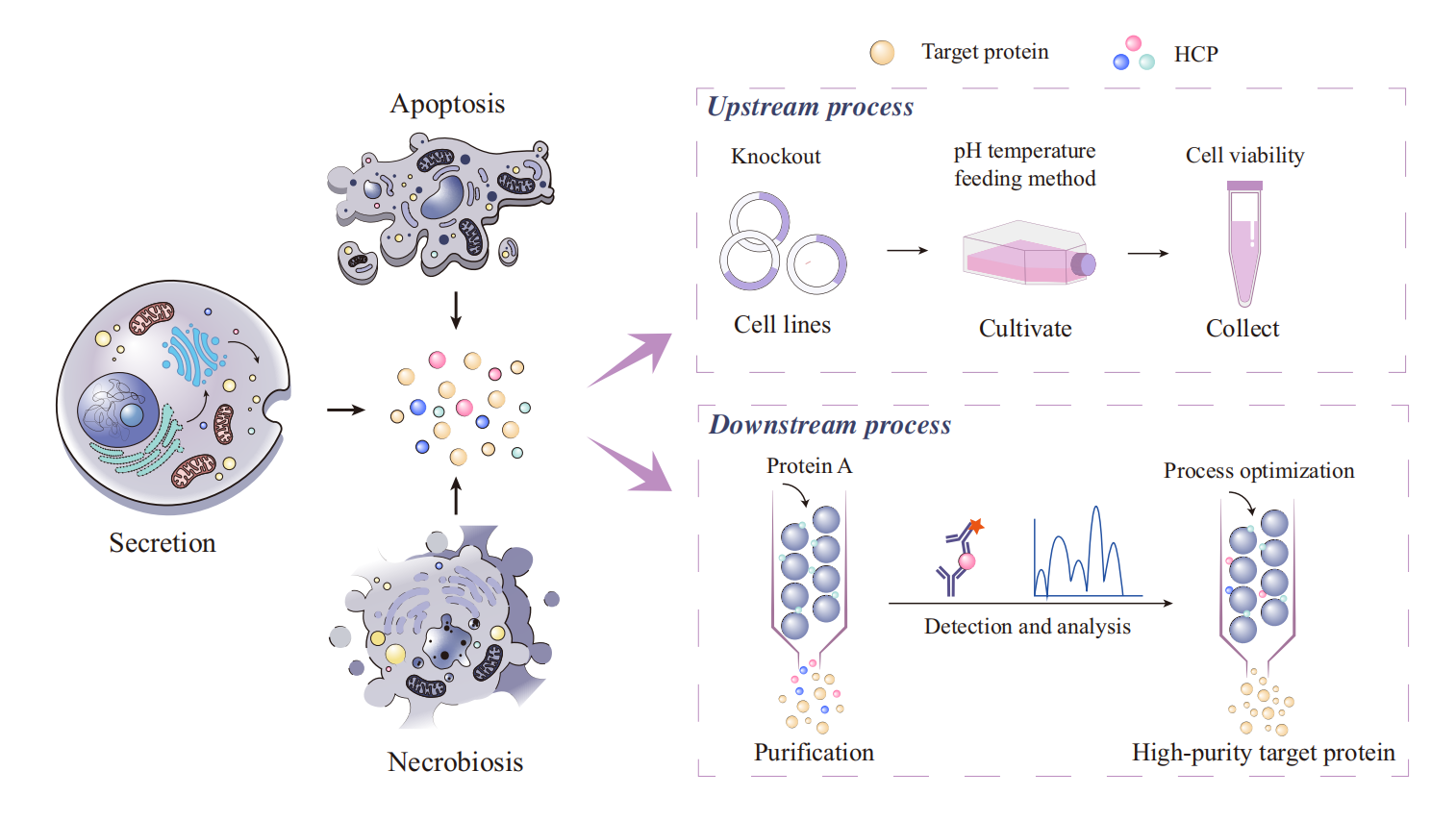 1935216057858510848-recombinant-collagen-host-cell-protein-hcp-testing-service1.png