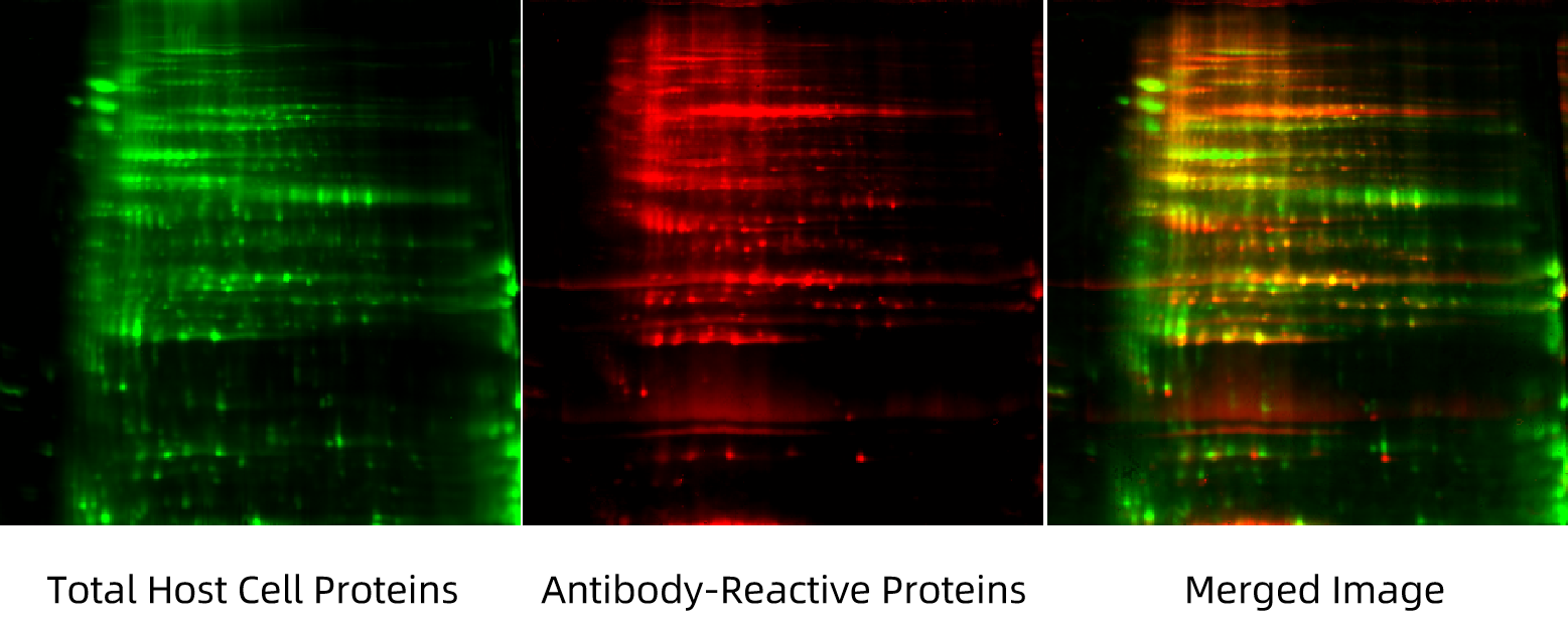 1935217731113177088-recombinant-collagen-host-cell-protein-hcp-testing-service2.png