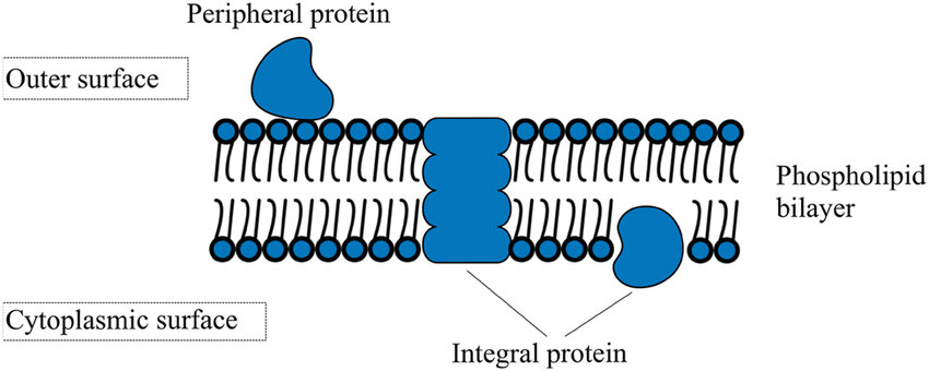 1935255975464914944-membrane-protein-molecule-interaction-analysis-service1.png