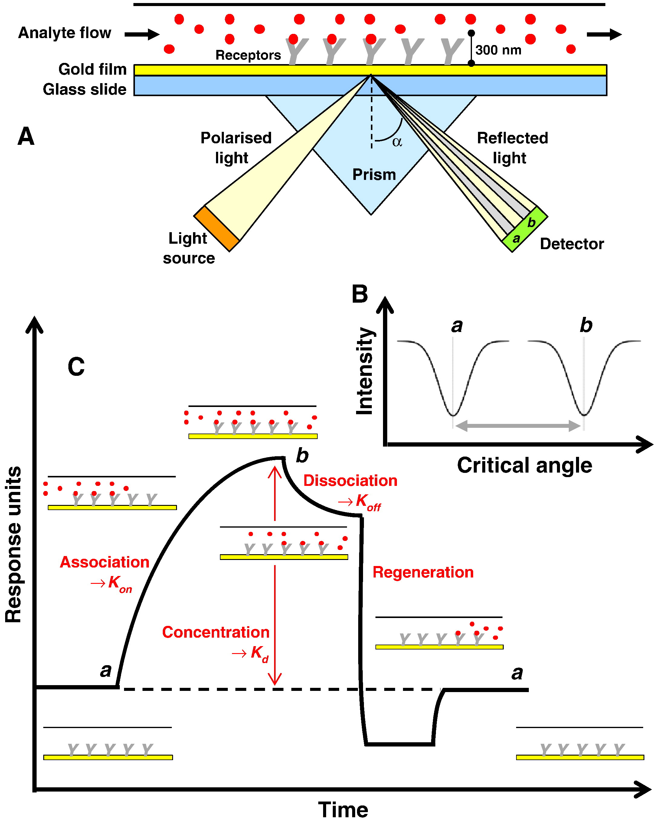 1935256067970289664-membrane-protein-molecule-interaction-analysis-service2.jpg