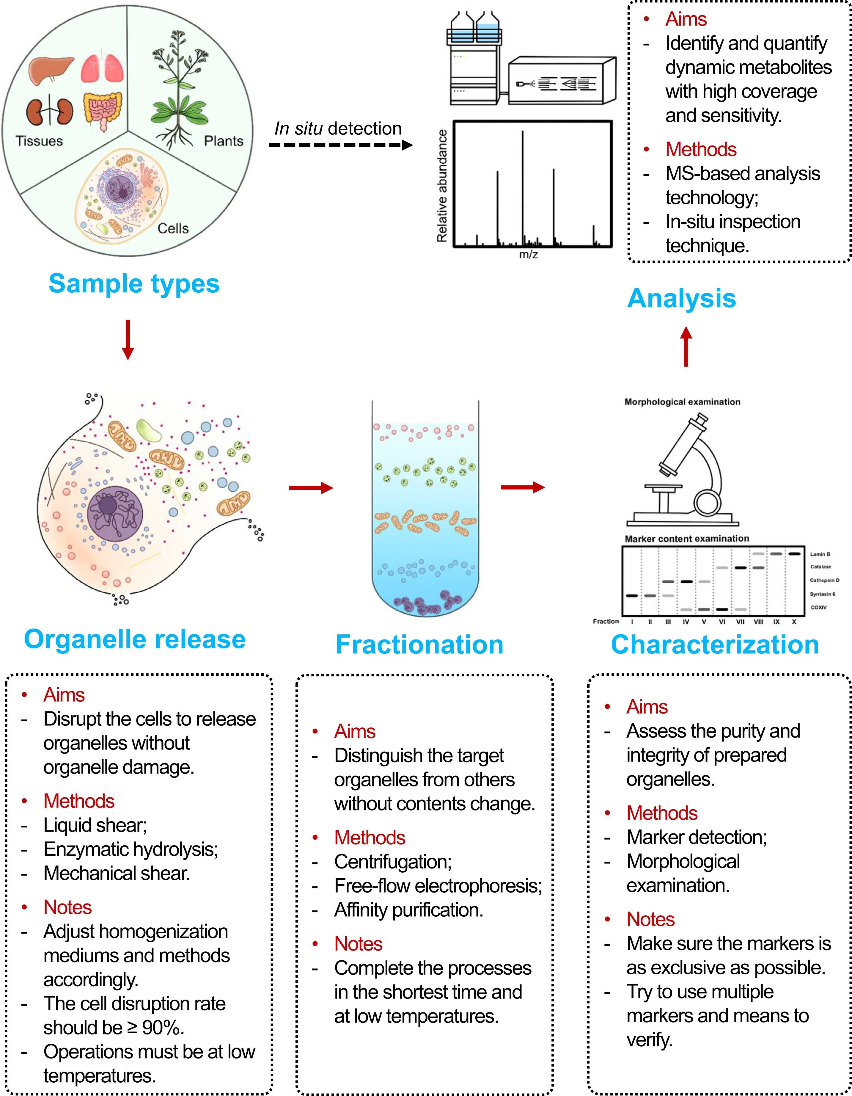 1935269758128214016-subcellular-targeted-metabolomics-service1.jpg