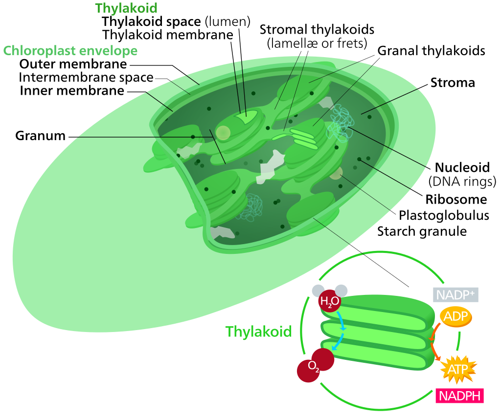 1935601946222182400-chloroplast-analysis-services1.png