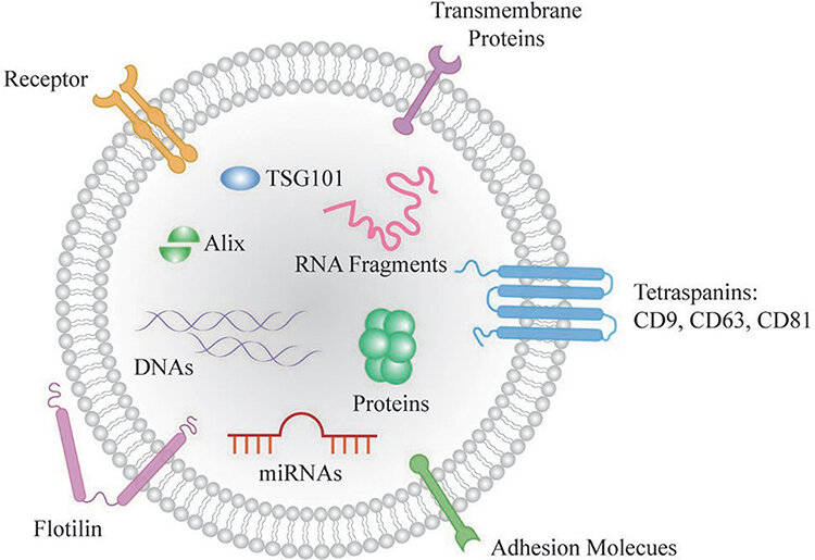 1935573587642142720-exosomes-identification-service1.png