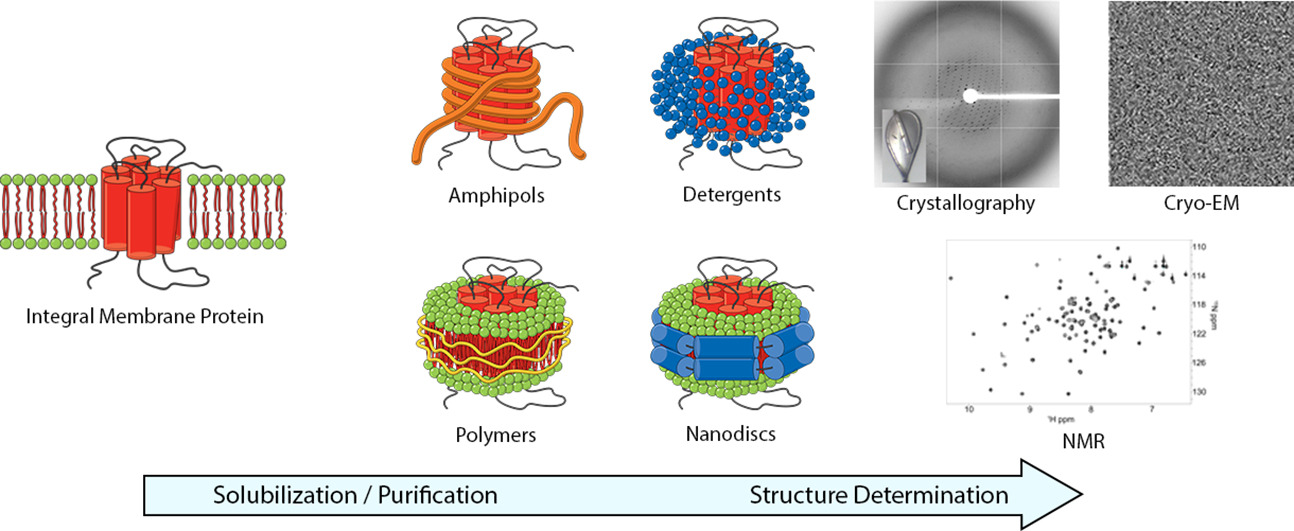1935618962608476160-membrane-protein-structure-determination-service1.jpg