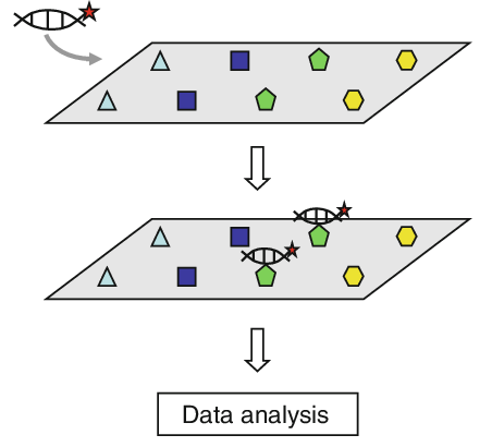 1935619928581853184-membrane-protein-microarray-screening-service1.png