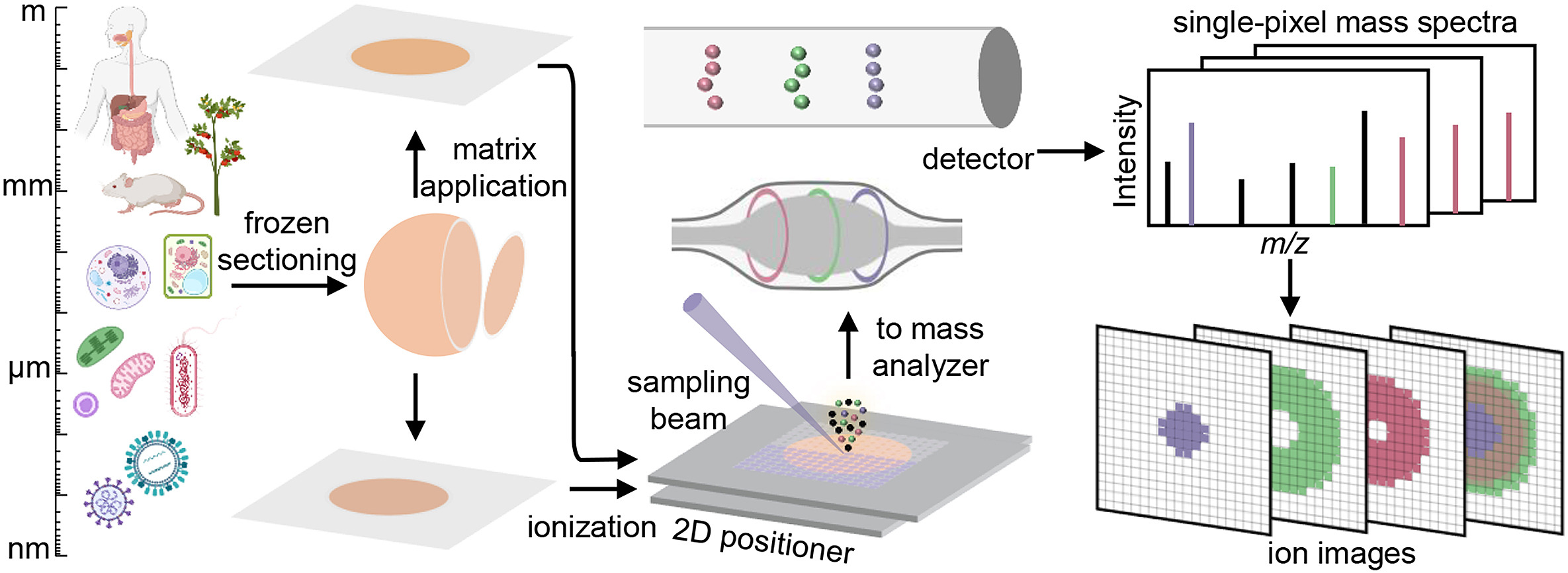 1935622933519650816-subcellular-untargeted-metabolomics-service1.jpg