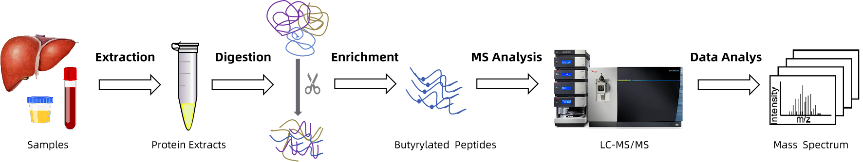 1935596474746916864-butyrylation-proteomics-analysis-service1.png