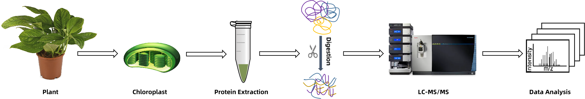 1935603449635393536-chloroplast-proteomics-services1.png