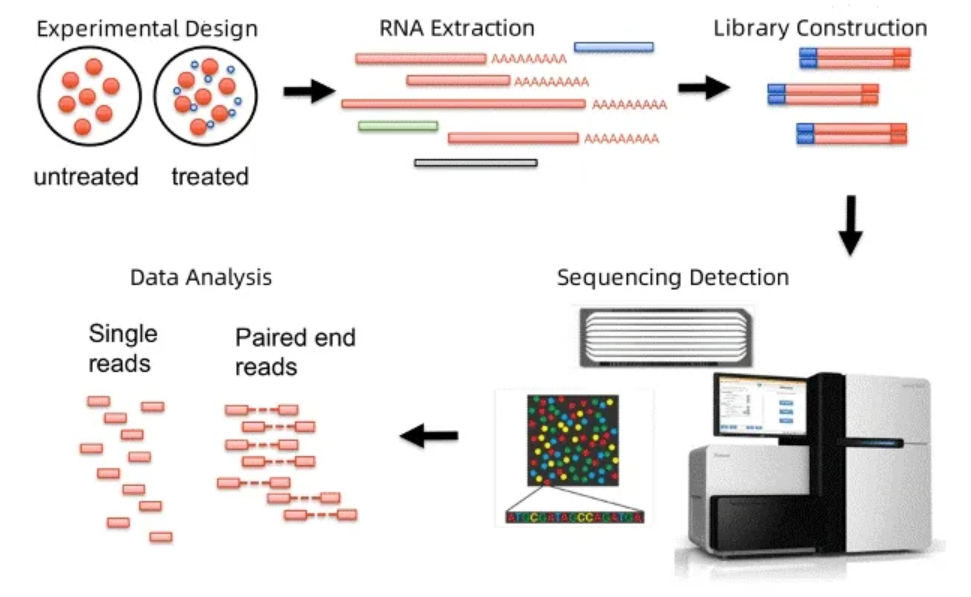1935628618865168384-mrna-sequencing-service1.png
