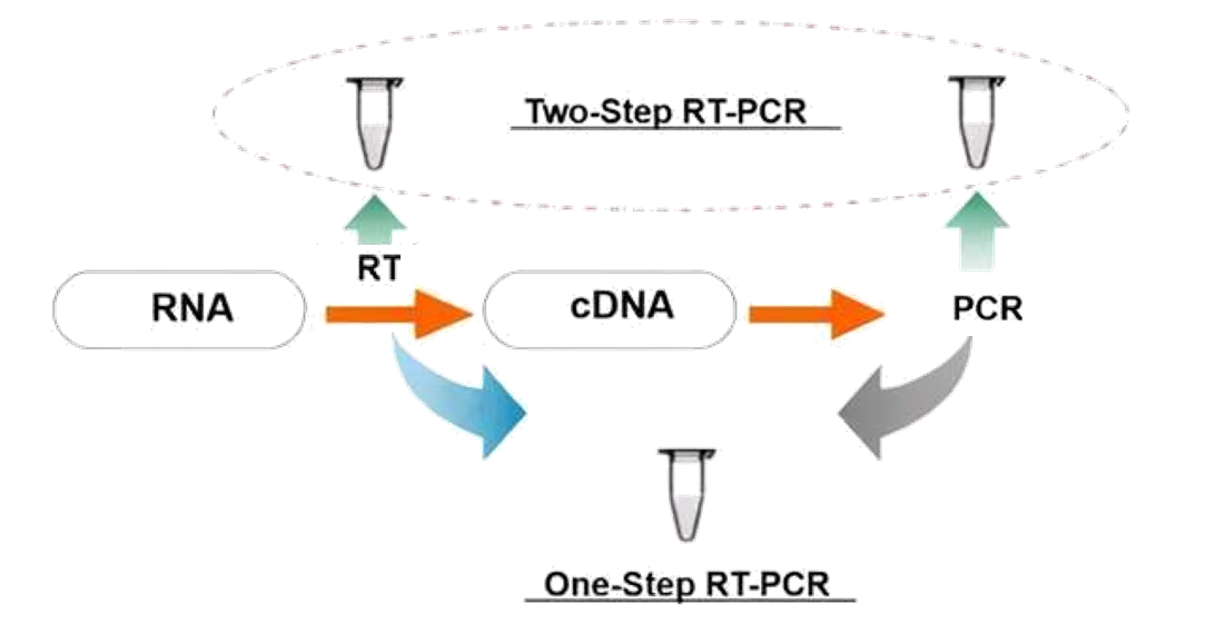 1935631652823355392-mrna-sequencing-service2.png