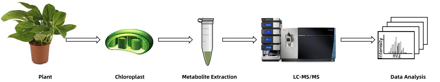 1935943932786102272-chloroplast-metabolomics-analysis-services1.png