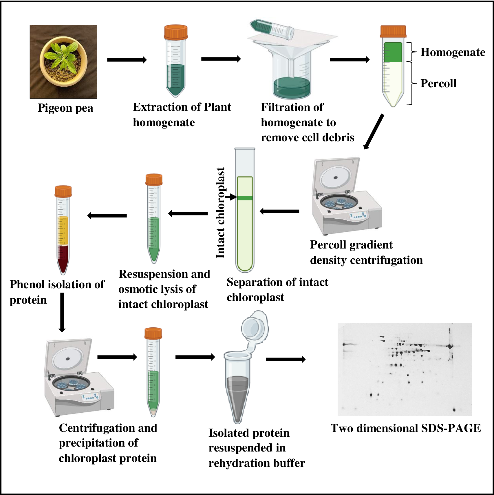 1935945299743330304-chloroplast-isolation-and-chloroplast-protein-purification-service1.PNG