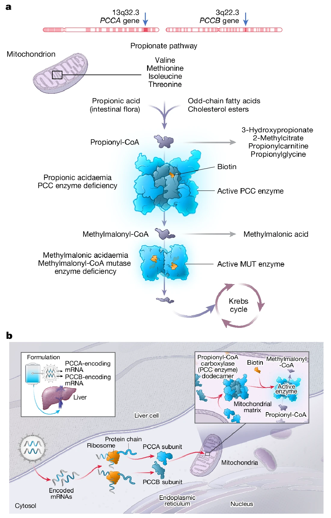 1935961157836328960-mrna-sequencing-service3.png