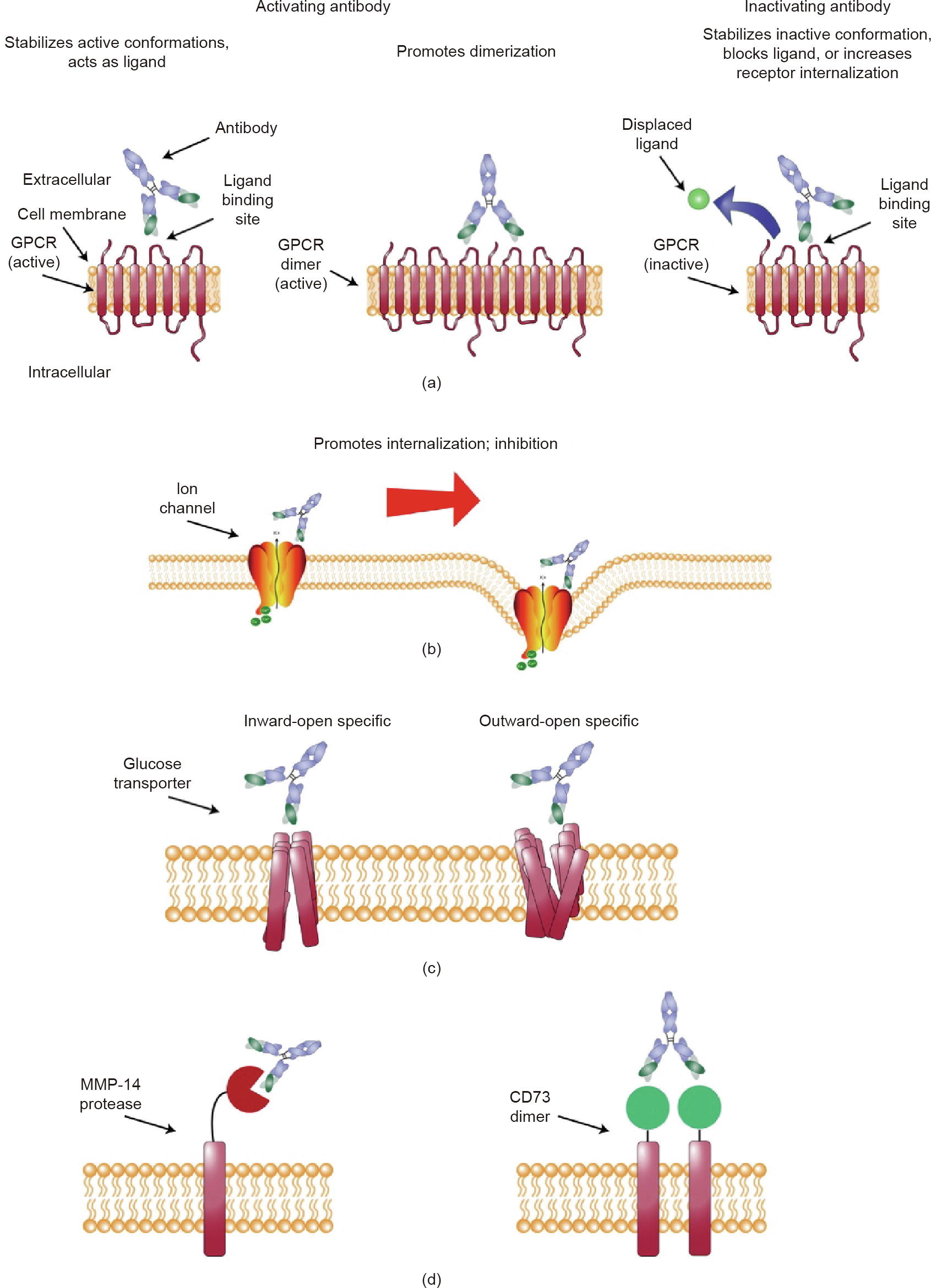 1935979855817068544-membrane-protein-antibody-development-service1.jpg