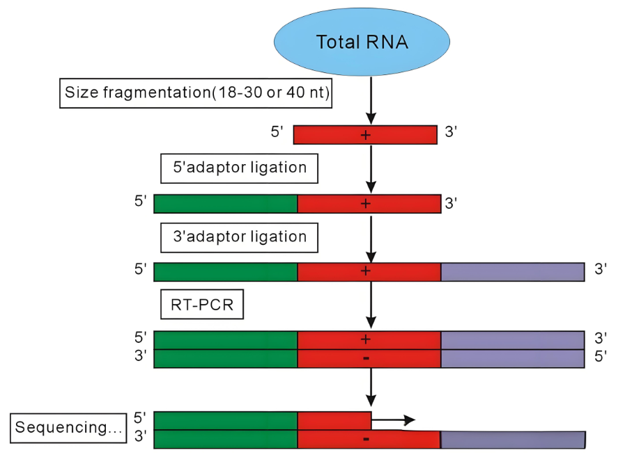 1936966985410269184-microrna-sequencing-service1.png