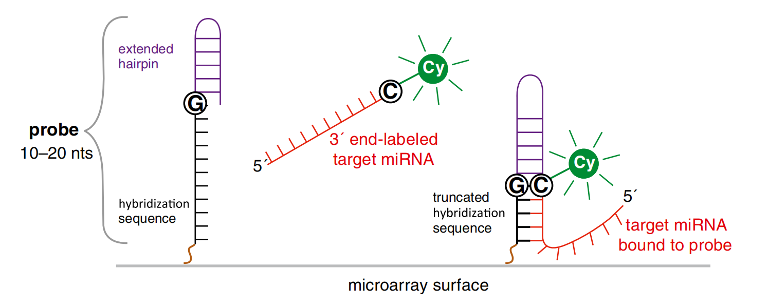 1936987300655910912-microrna-sequencing-service2.png