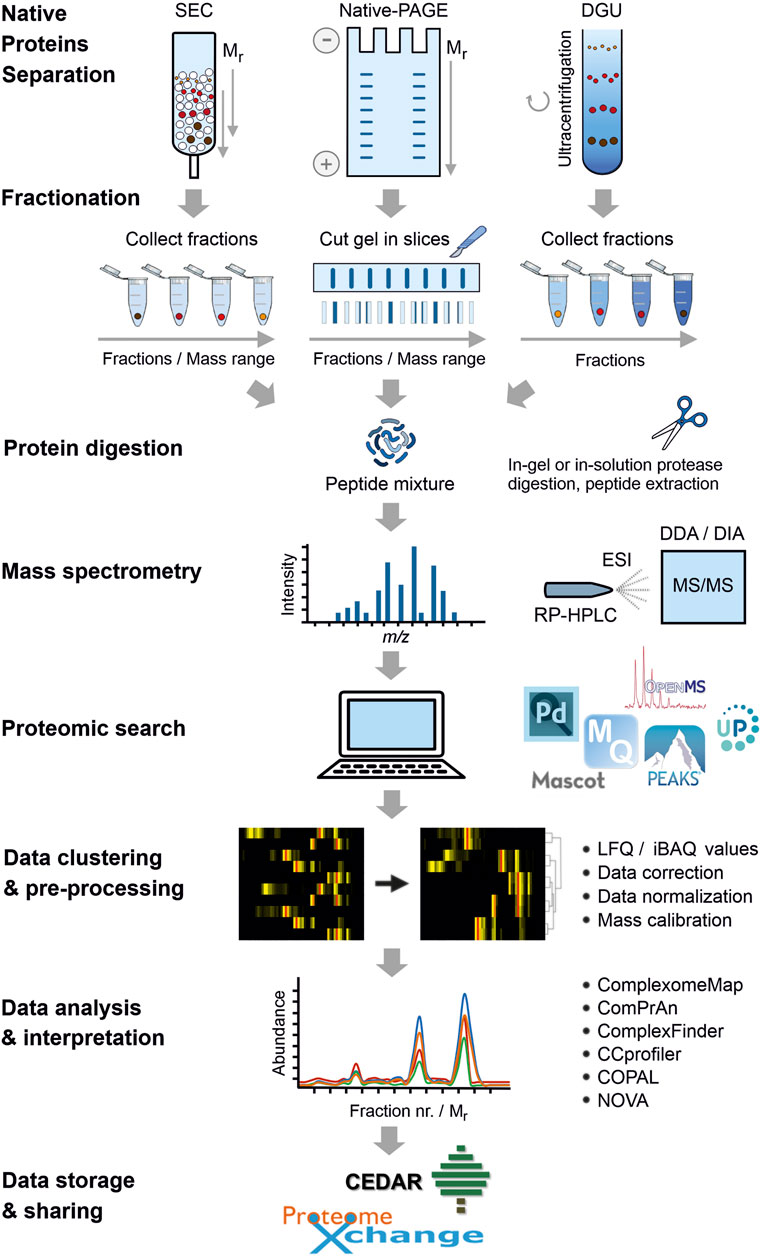 1937083767907274752-complexome-profiling-service1.jpg